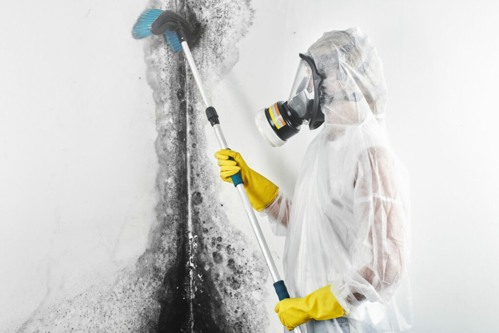 Mold removal new jersey